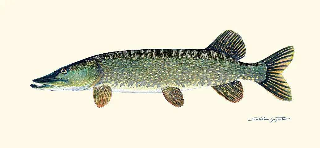 Tuotekuva 1